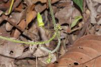 Passiflora cisnana image