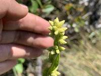 Baccharis genistelloides image