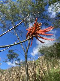 Erythrina smithiana image