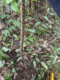 Bothrops asper image