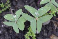 Oxalis latifolia image