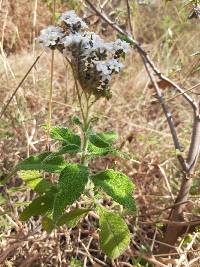 Heliotropium rufipilum image