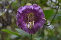 Cobaea scandens image