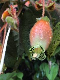 Kohleria affinis image