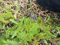 Dalea coerulea image