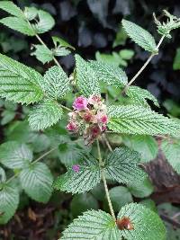 Rubus niveus image