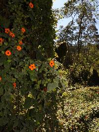 Thunbergia alata image