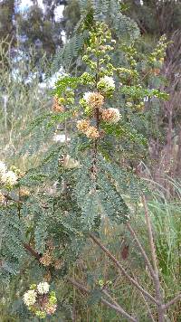 Leucaena leucocephala image