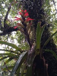 Guzmania gloriosa image