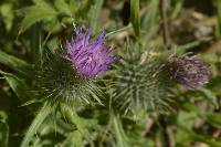 Cirsium vulgare image