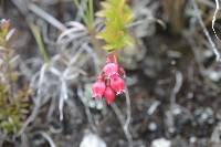 Vaccinium crenatum image