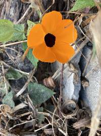 Thunbergia alata image