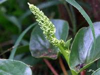 Peperomia peltigera image