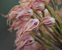 Maxillaria floribunda image