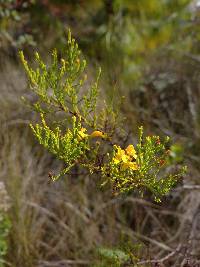 Hypericum laricifolium image