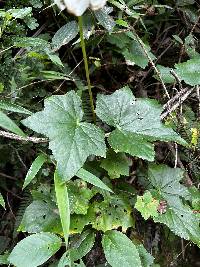 Begonia acerifolia image