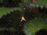 Micrathena gaujoni image