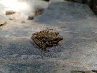 Pristimantis lymani image