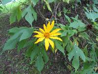 Tithonia diversifolia image