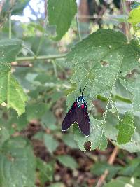 Cyanopepla fastuosa image