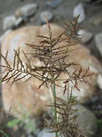 Cyperus distans image