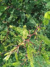 Vachellia macracantha image