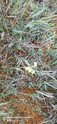 Senecio tephrosioides image