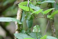 Cobaea scandens image