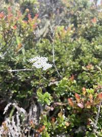 Valeriana microphylla image