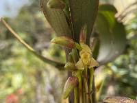 Maxillaria cordyline image