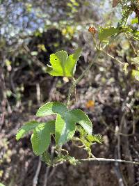 Passiflora manicata image