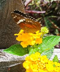 Anartia amathea image