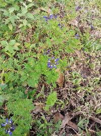 Dalea coerulea image