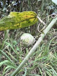 Passiflora auriculata image