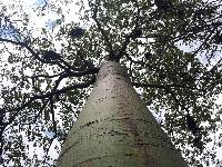 Ceiba trischistandra image