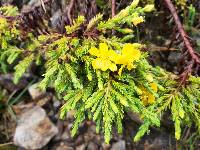 Hypericum laricifolium image