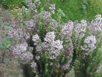 Valeriana microphylla image