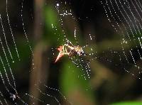 Micrathena gaujoni image