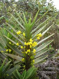 Maxillaria aurea image