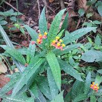 Asclepias curassavica image