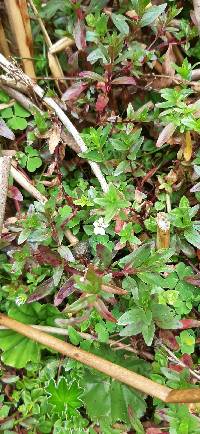 Bacopa monnieri image