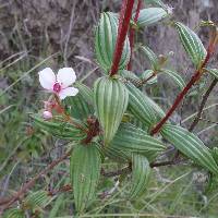 Monochaetum lineatum image