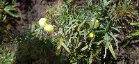 Calceolaria hyssopifolia image