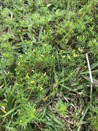 Tagetes filifolia image