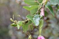 Passiflora glaberrima image