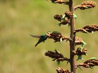 Colibri coruscans image