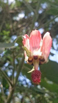 Abutilon reflexum image