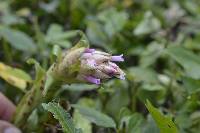 Tillandsia biflora image