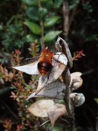 Bombus rubicundus image