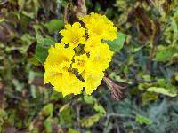 Cordia lutea image